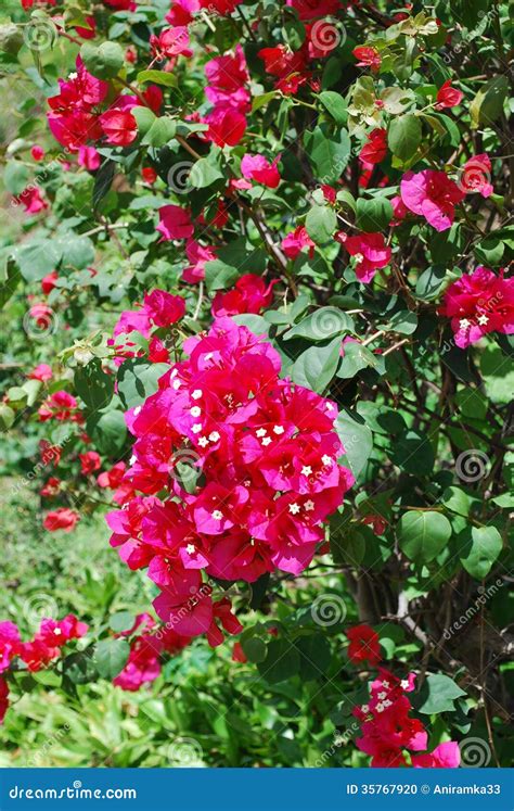 九重葛风水|风水 —住宅庭院植物风水（一点要注意自己的运势）